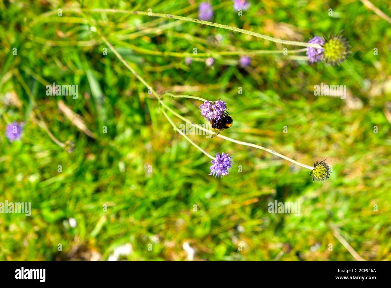 Bee feeding on Knautia arvensis Field scabious flower in August 2020 in Carmarthenshire Wales UK  KATHY DEWITT Stock Photo