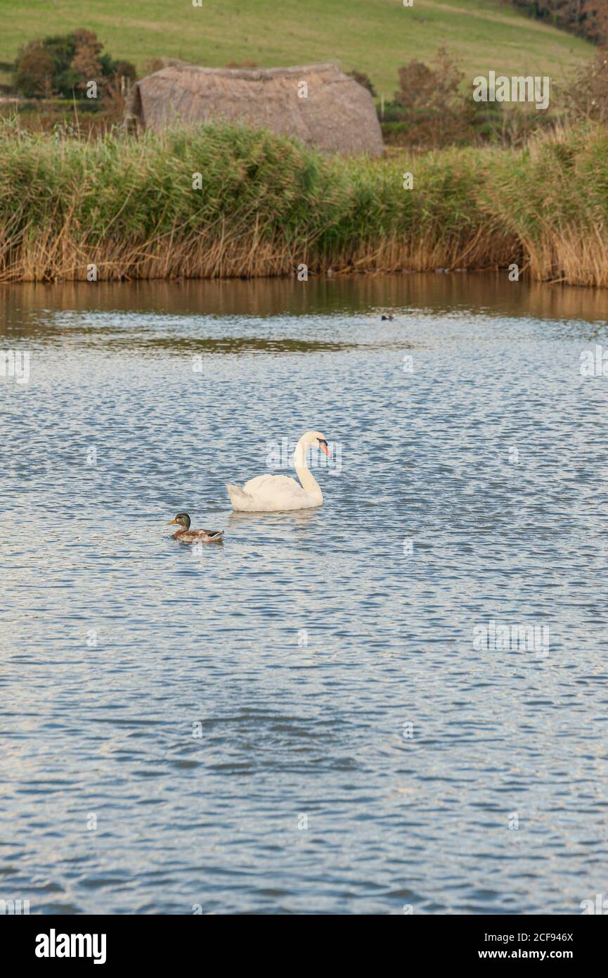 A single mute swan swimming on lake. Cygnus olor Stock Photo - Alamy