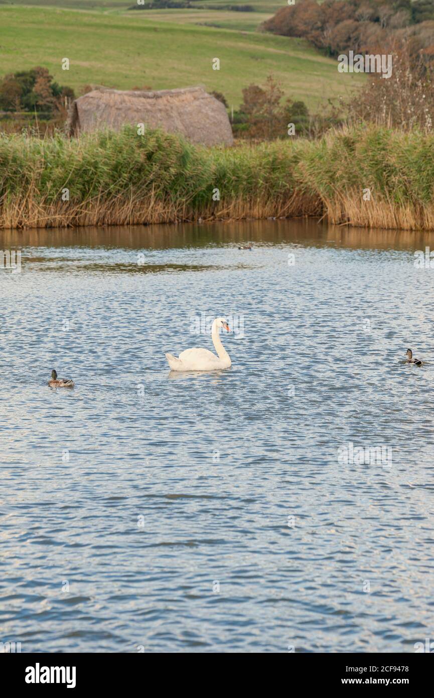 A single mute swan swimming on lake. Cygnus olor Stock Photo - Alamy
