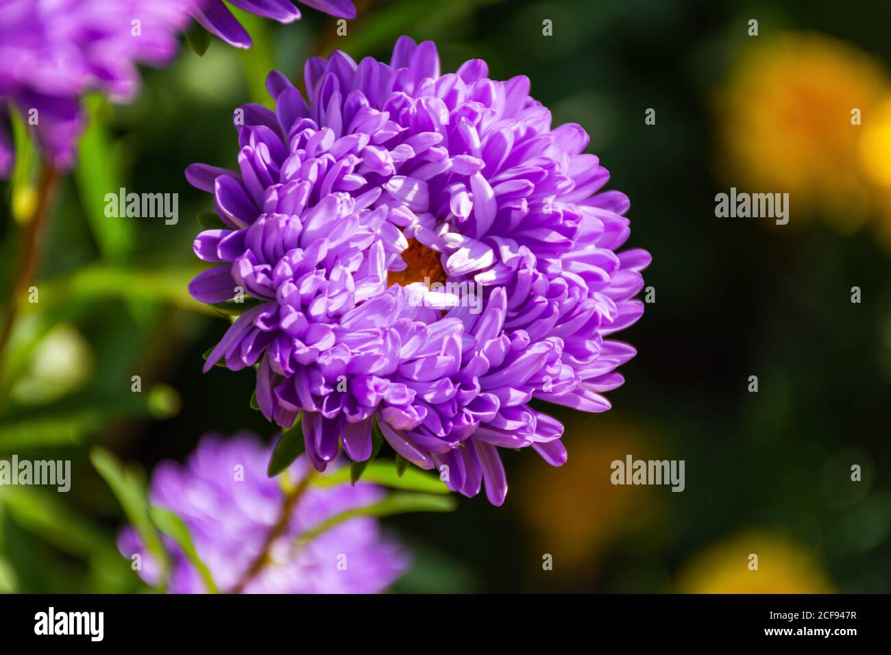 Purple asters close-up in the garden. Autumn flowers on a blurry background. Top view of bright Sunny flowers. Stock Photo