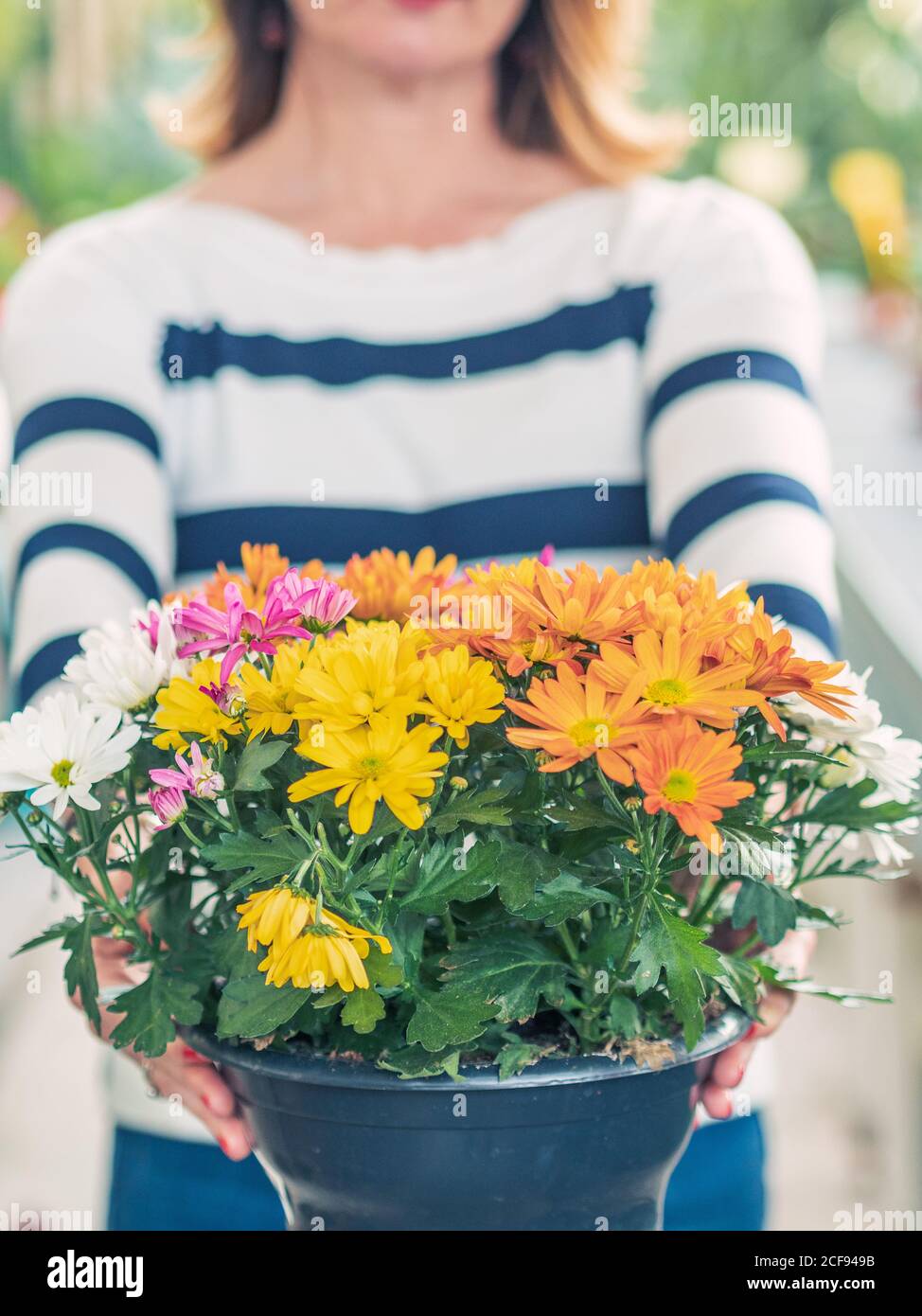 Crop Woman holding flowerpot with multicolored chrysanthemums on blurred background Stock Photo
