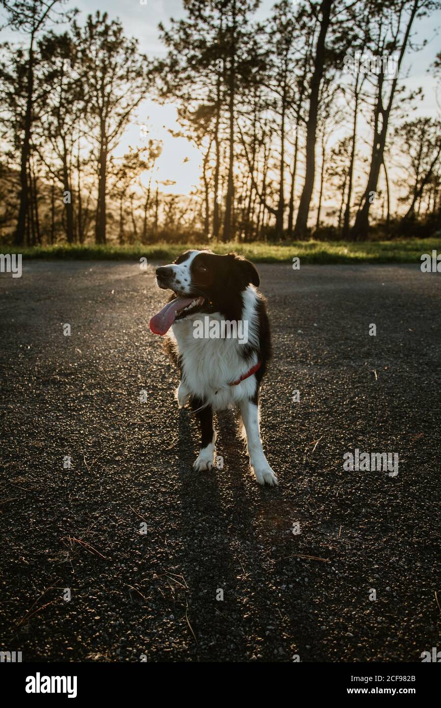 Border collie dog full length hires stock photography and images Alamy