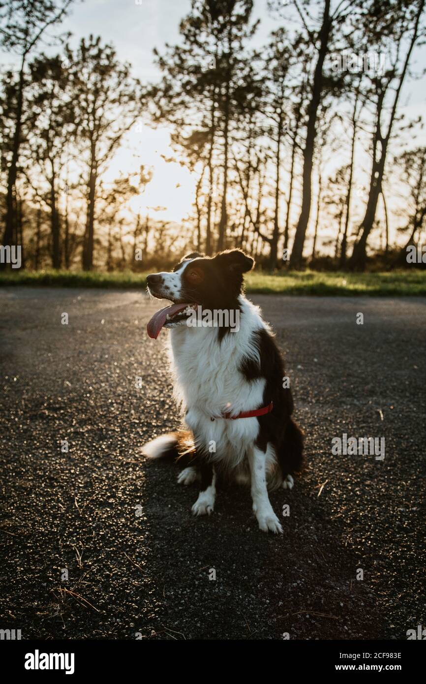 From above fluffy friendly purebred Border Collie dog sitting on