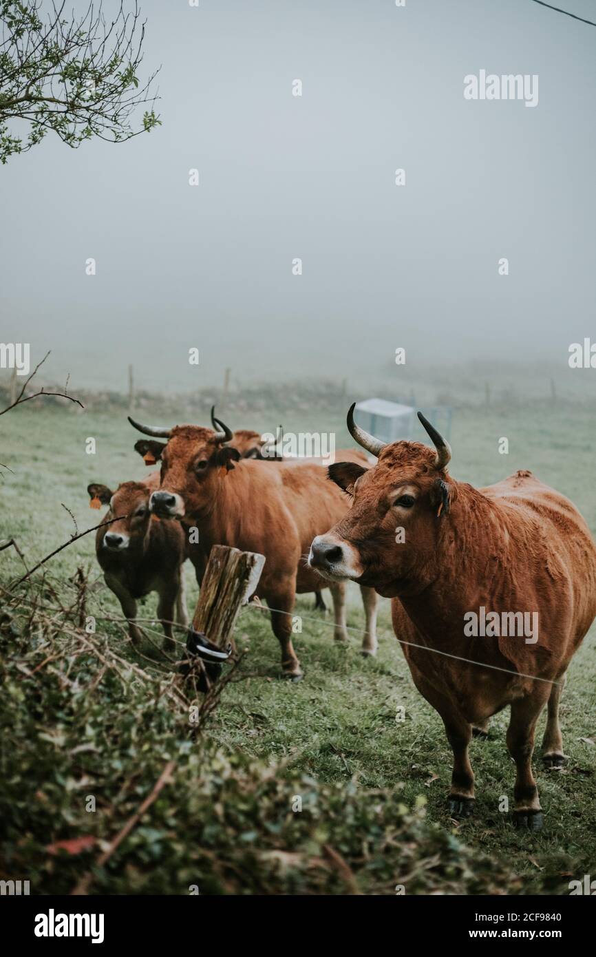 Cow herd grazing cows in hi-res stock photography and images - Alamy