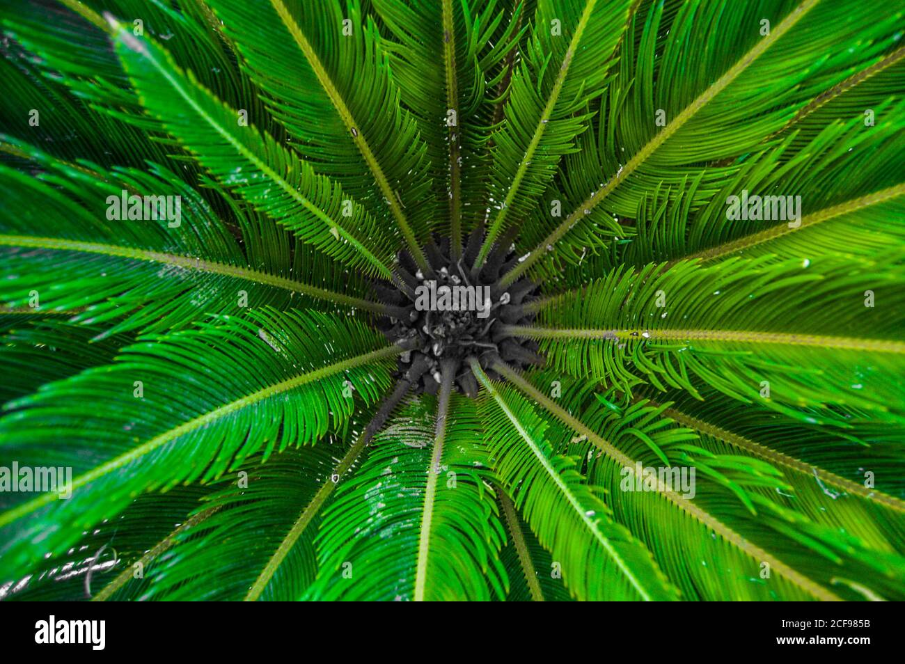 Sago palm (Cycas Revoluta), up close,filling the frame,sunlit. Stock Photo