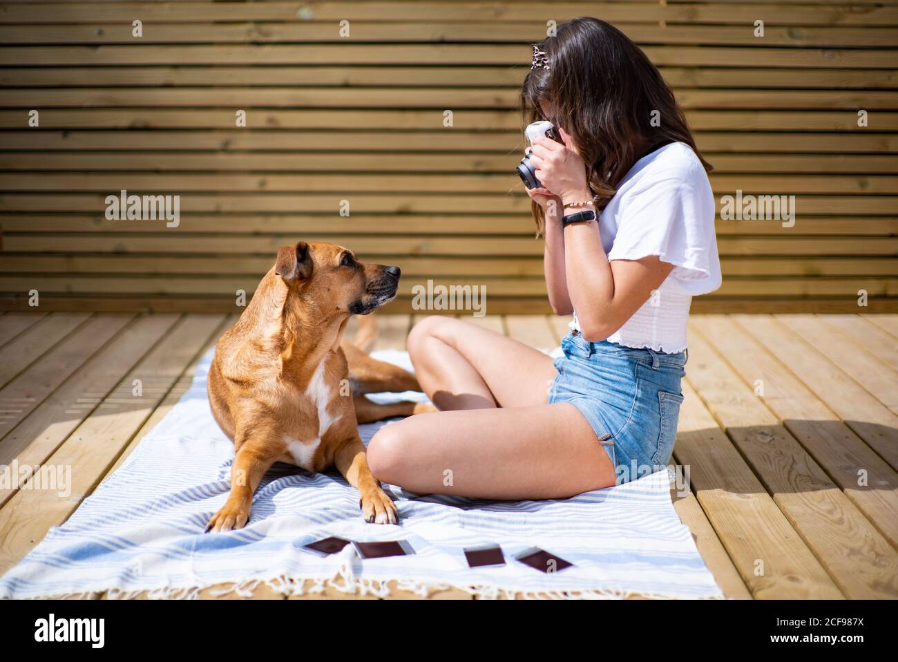 Dog jean shorts 2025