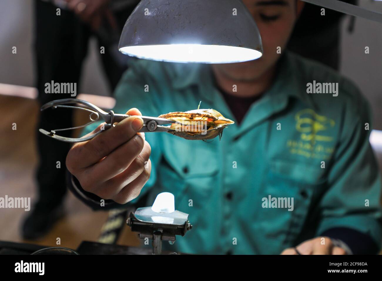 Extracing a pearl from an oyster using a surgical-style instrument at the Halong Bay Pearl Farm, Hạ Long Bay, Vietnam, Asia Stock Photo