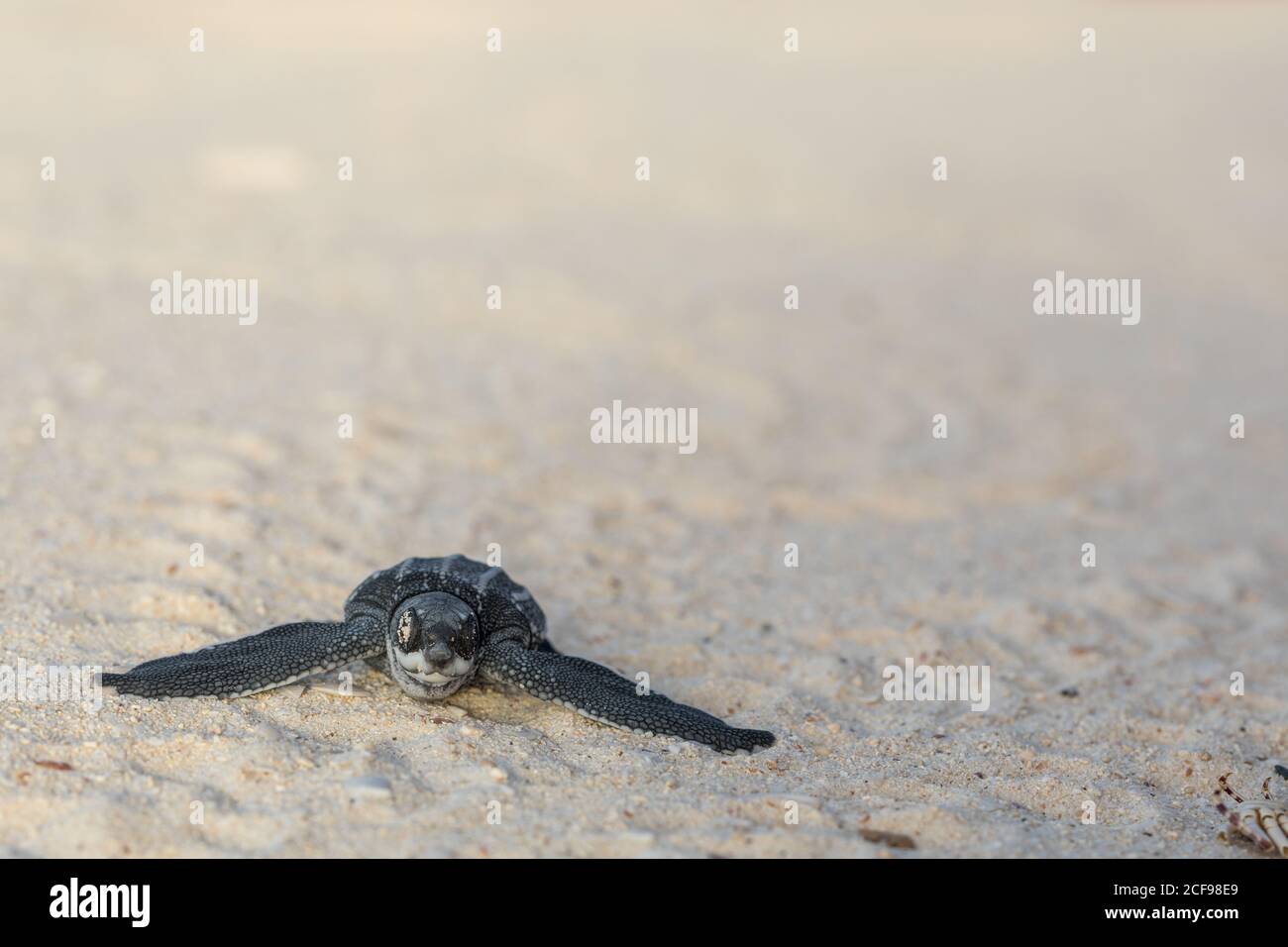 Baby turtle crawling to sea hi-res stock photography and images - Alamy