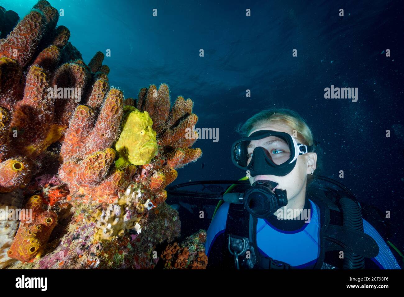 Scuba female diver admiring colorful soft sponge on coral reef in blue clear sea Stock Photo