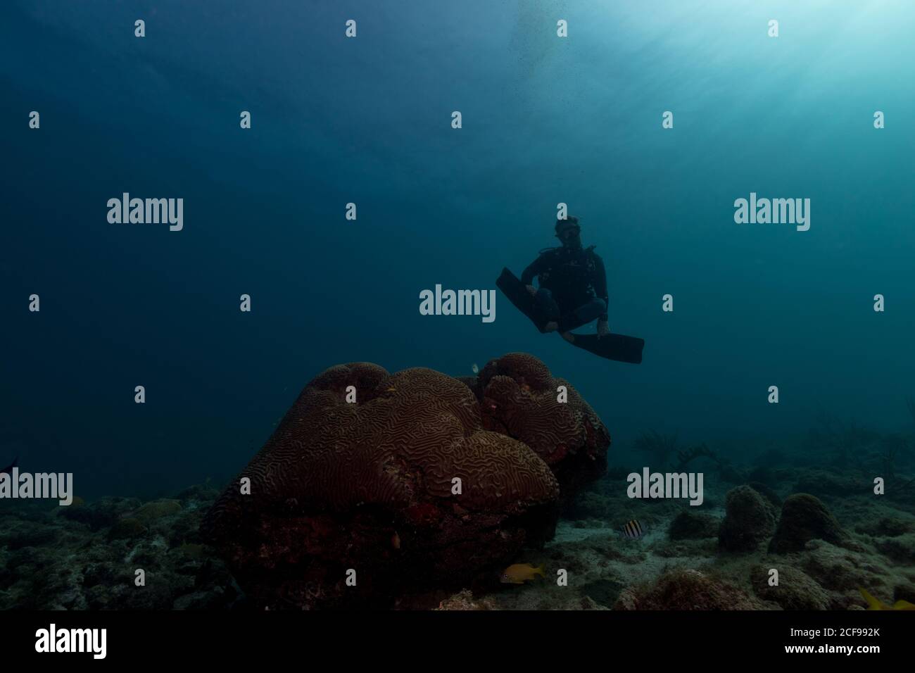 Diver swimming in deep ocean among aquatic vegetation Stock Photo Alamy