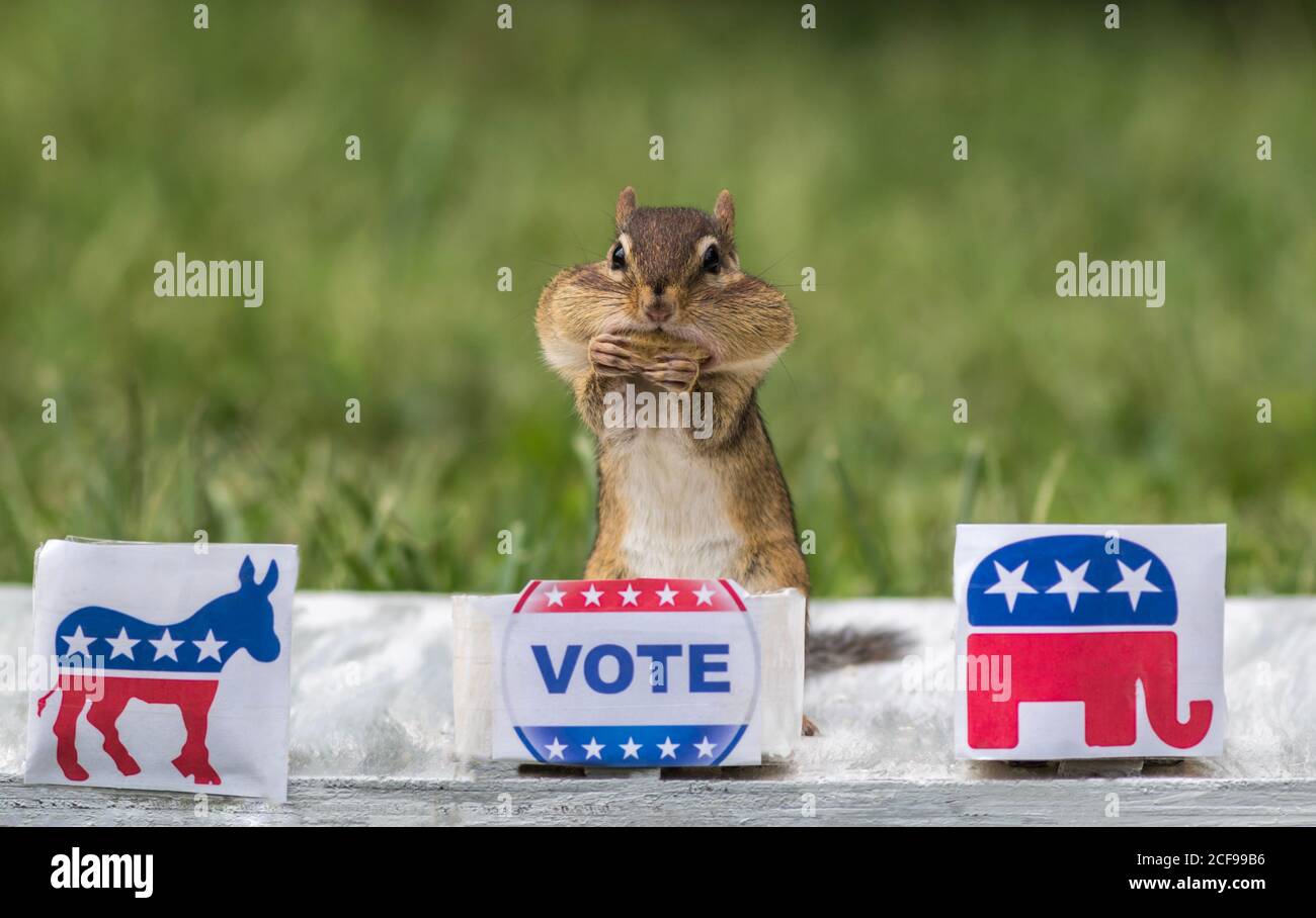Chipmunk VOTE booth election concept choose party eats peanuts for votes.  Chipmunk vote choice on best peanuts, persuaded by peanuts. Stock Photo