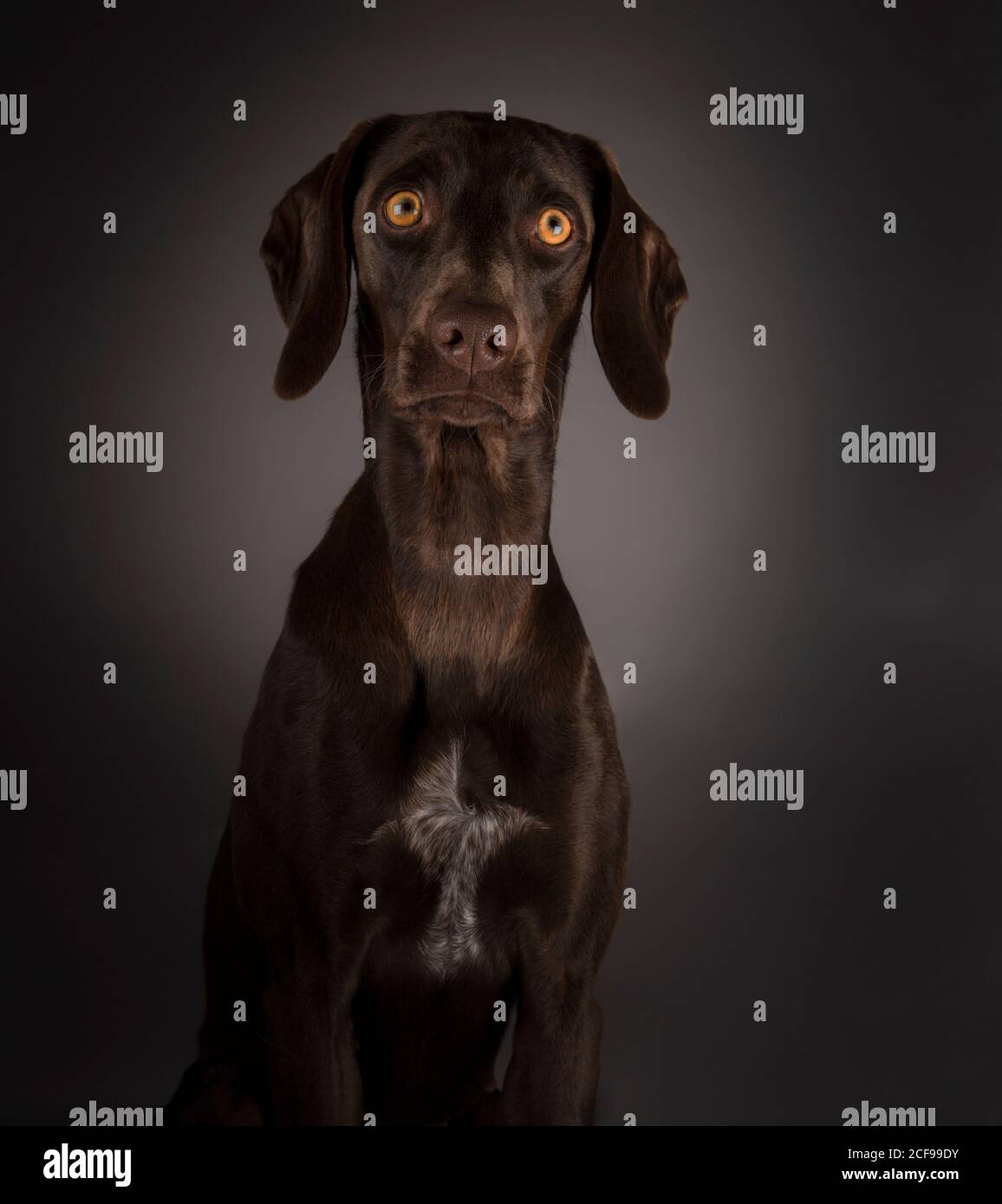 Adorable big-eyed dog on black background Stock Photo