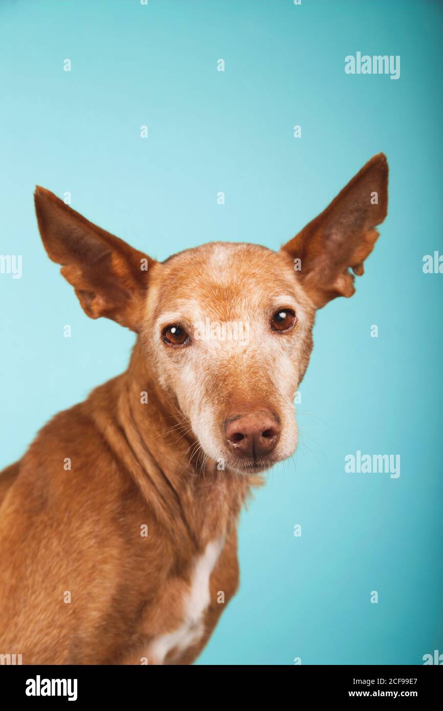 Portrait of brown podenco dog with sad look on blue background Stock Photo