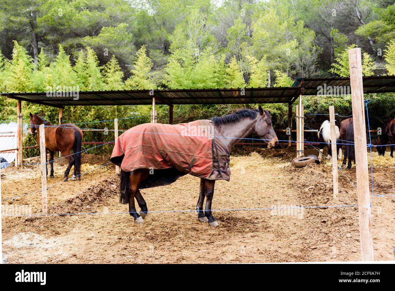 Brown horse in blanket standing near thread barrier in enclosure on ranch of equestrian school in countryside Stock Photo