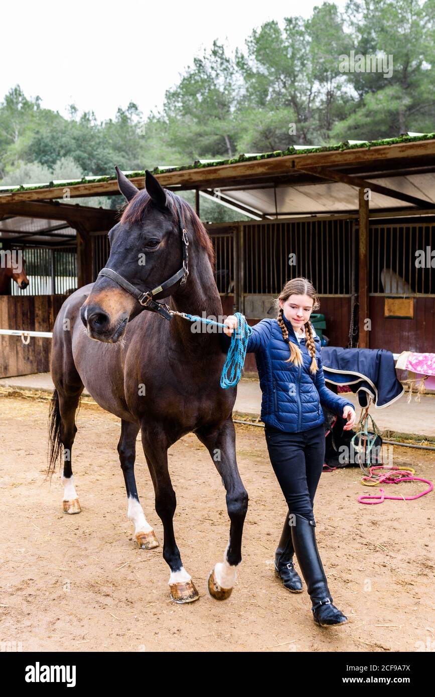Full body teen jockey pulling reins of brown horse while walking on sandy ground of dressage arena during lesson in equestrian school Stock Photo