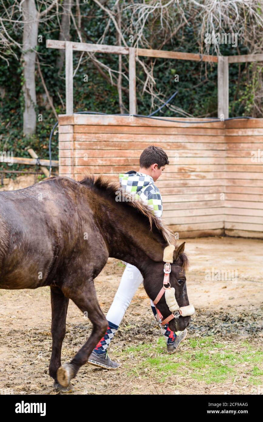 Full body teen boy jockey pulling reins of brown horse while walking mud ground of dressage arena during lesson in equestrian school Stock Photo