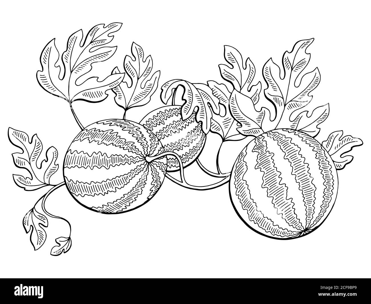 watermelon growing drawing