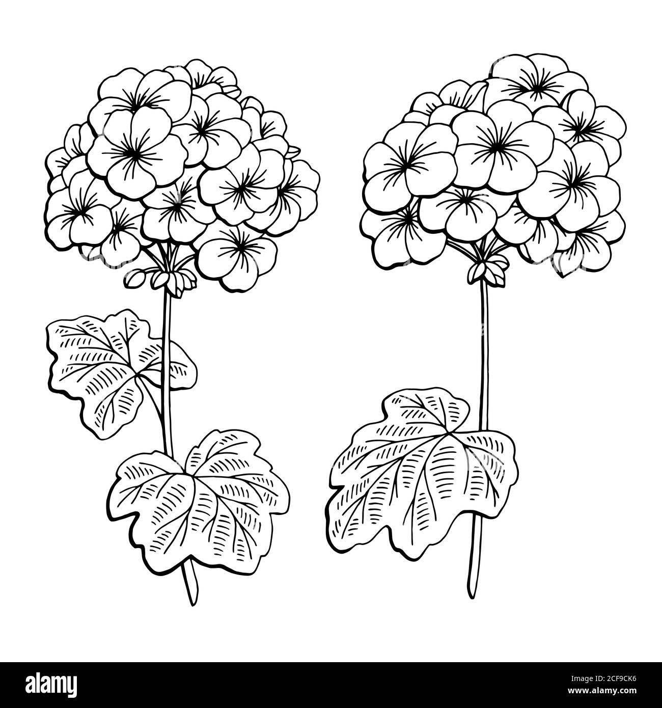 Geranium flower graphic black white isolated sketch illustration vector Stock Vector