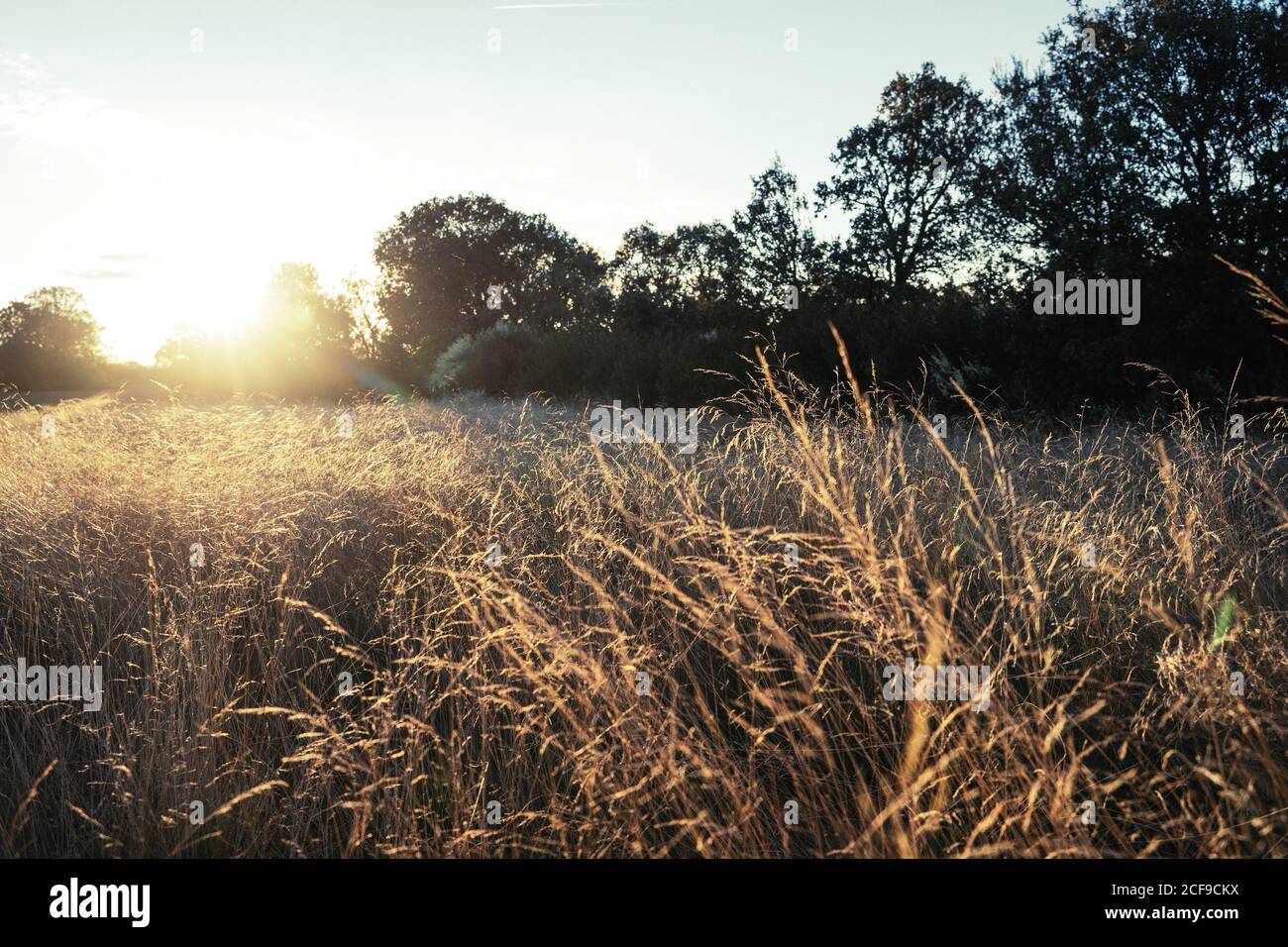 Wind blowing tall grass hi-res stock photography and images - Alamy