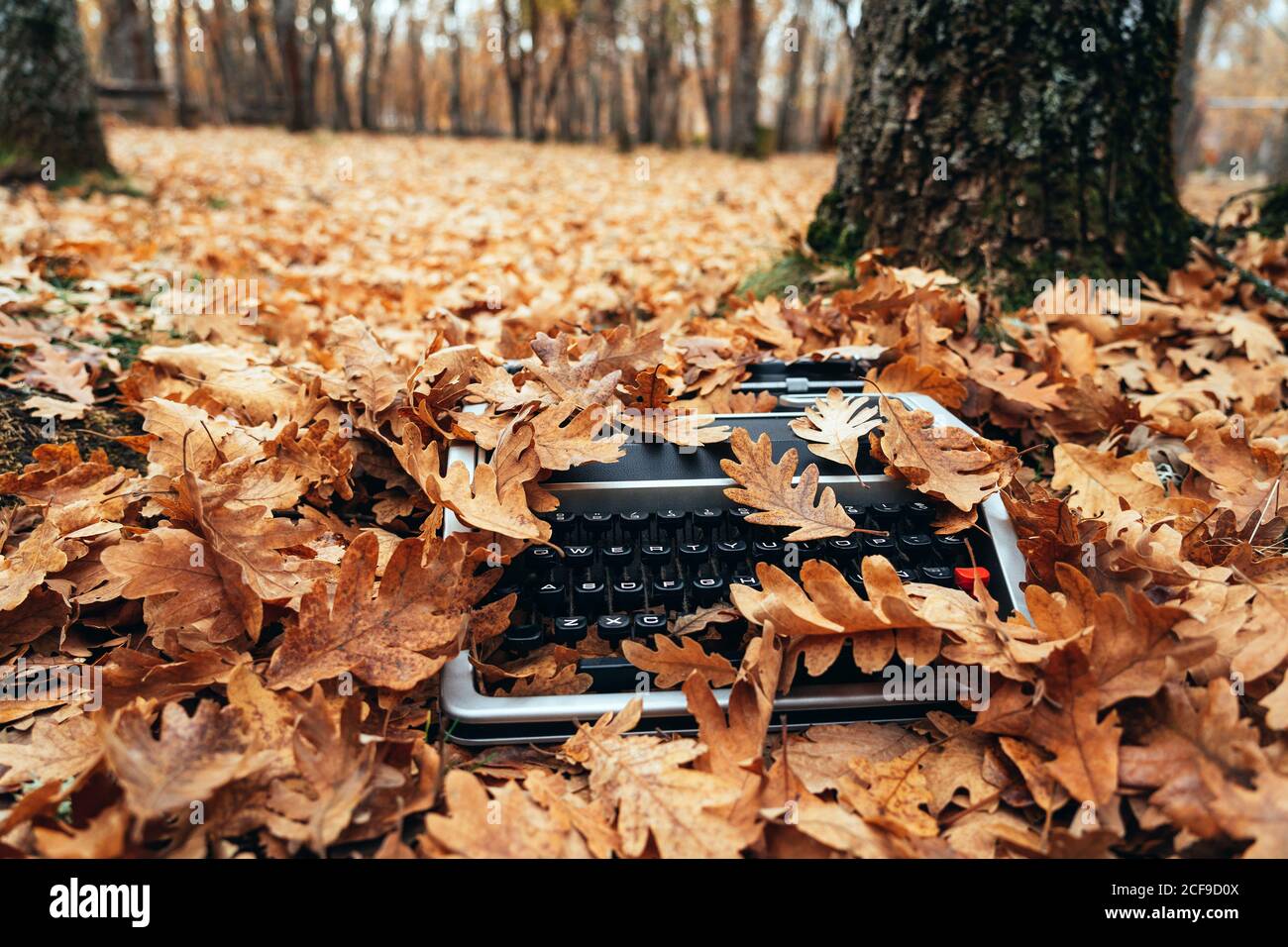 Vintage typewriter covered with oak leaves in autumn Stock Photo