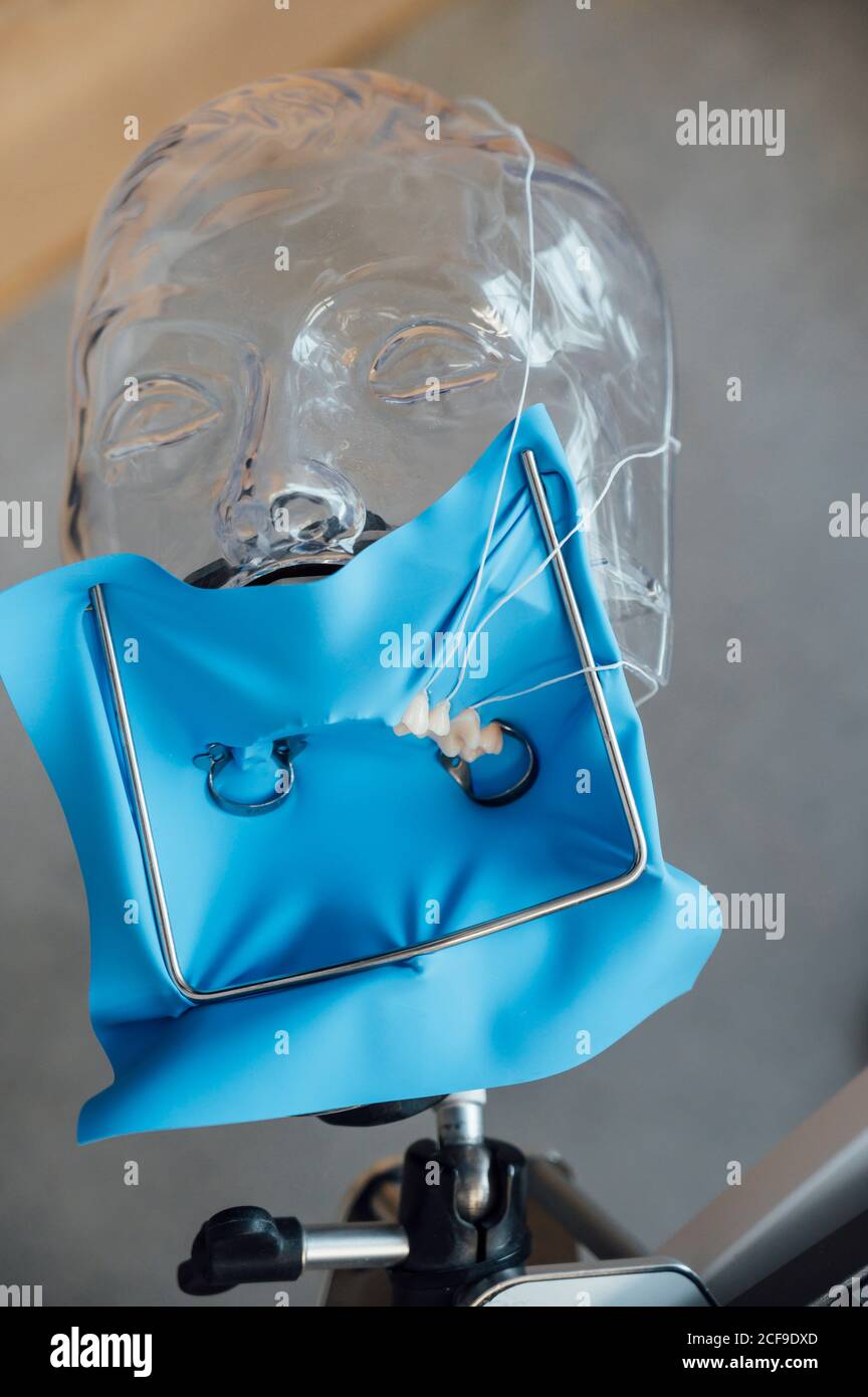 From above of blue rubber dam installed on plastic mannequin during