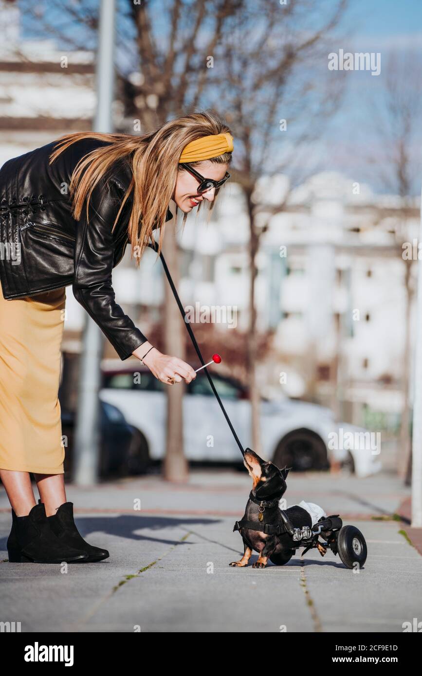Woman walking and offering lollipop to a paralyzed handicapped Dachshund dog with wheelchair on street Stock Photo