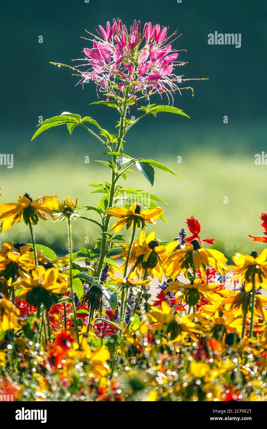 Colorful late summer garden flowerbed Cleome rudbeckias, september flower Stock Photo
