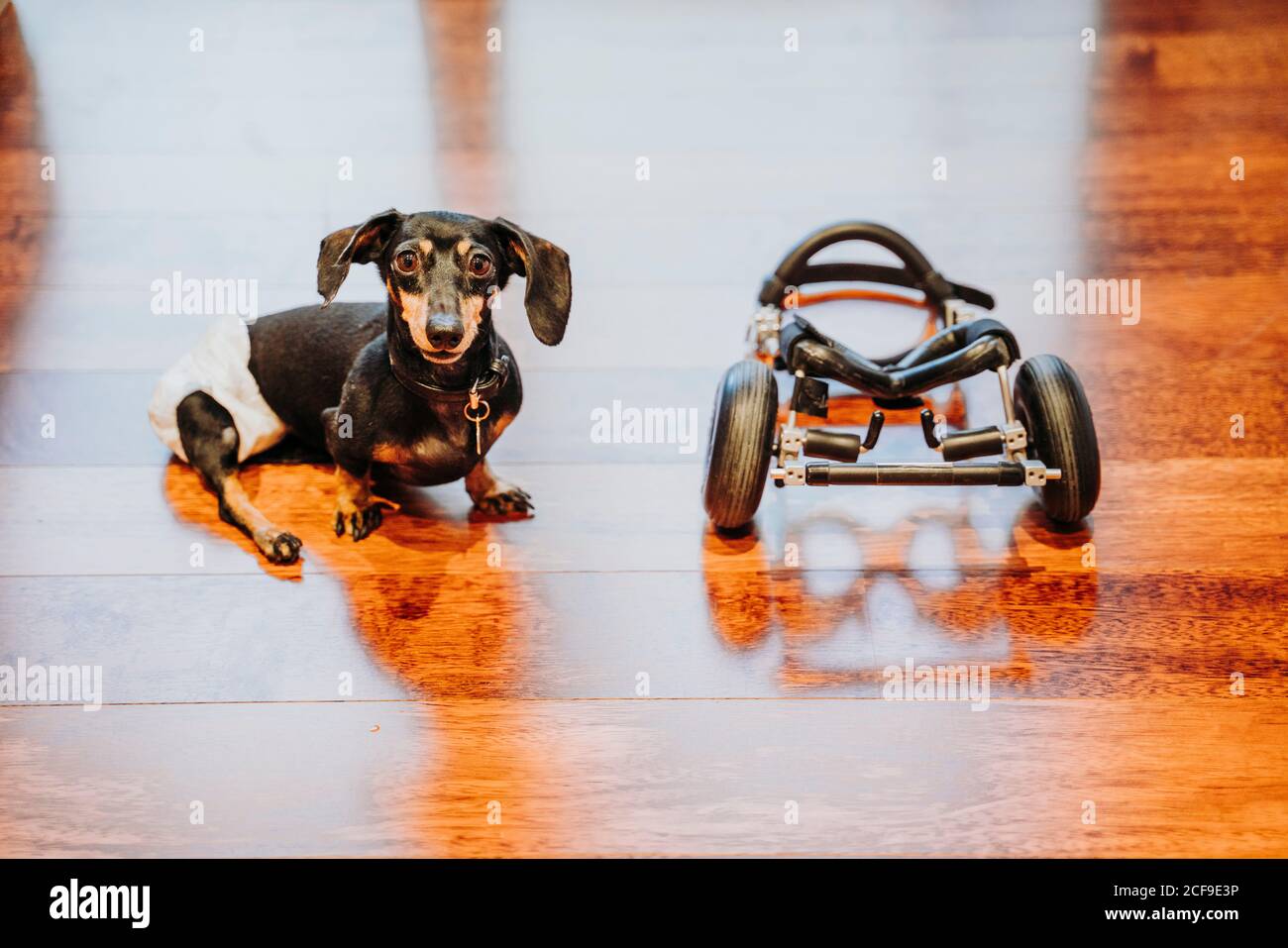 Paralyzed handicapped Dachshund dog sitting near wheelchair on laminate Stock Photo