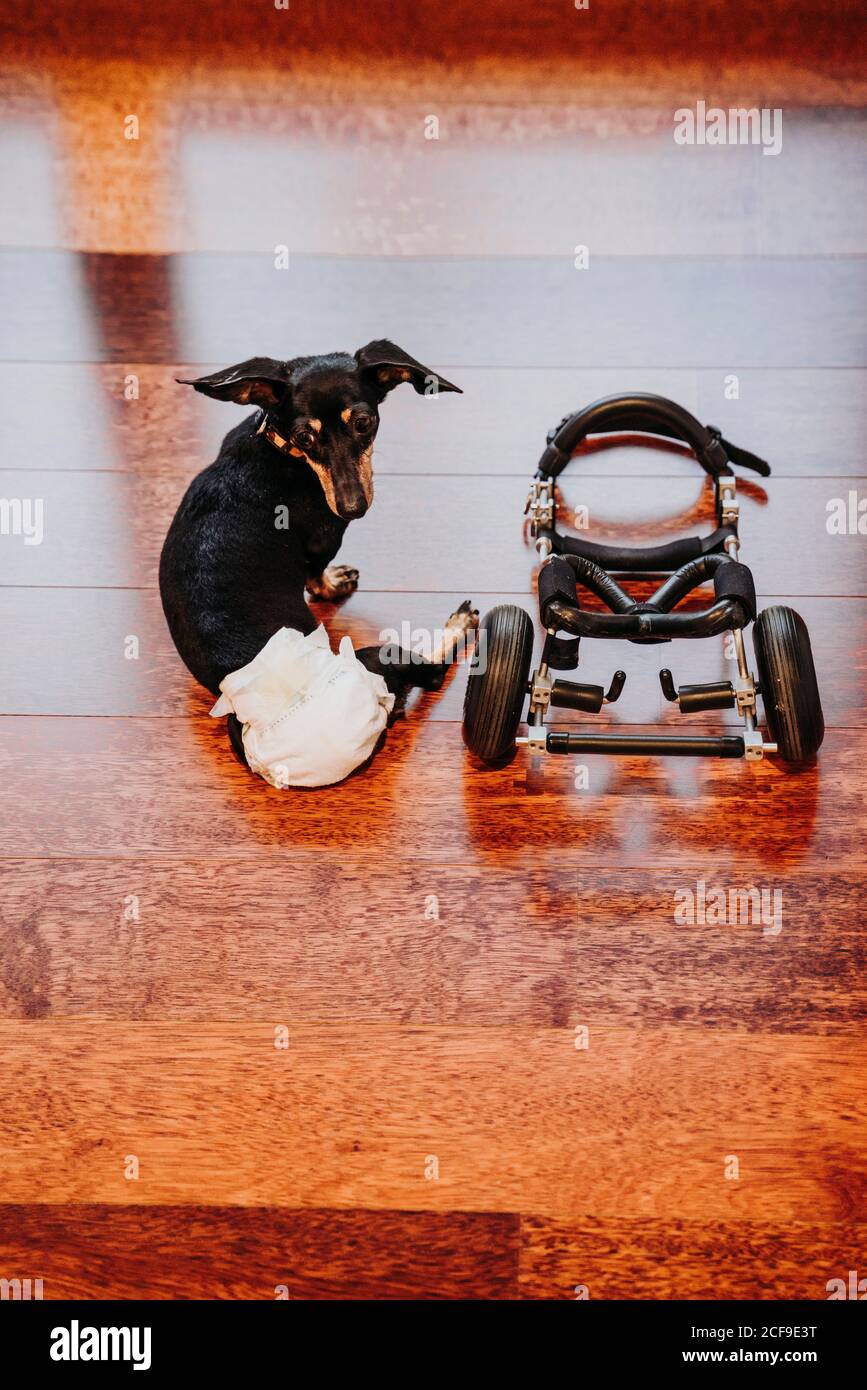 From above paralyzed handicapped Dachshund dog sitting near wheelchair on laminate Stock Photo