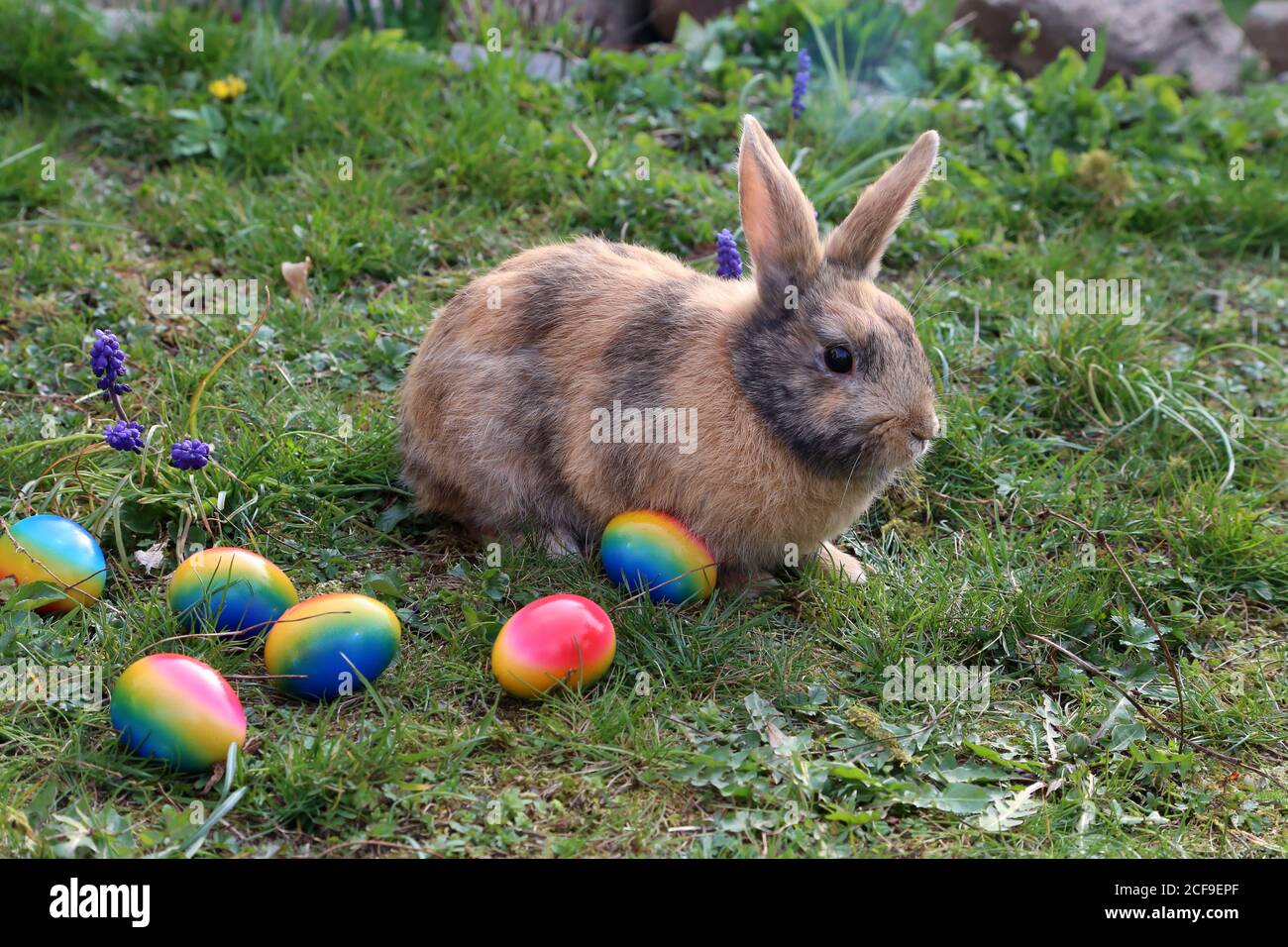 Funny Easter bunny with colored easter eggs Stock Photo