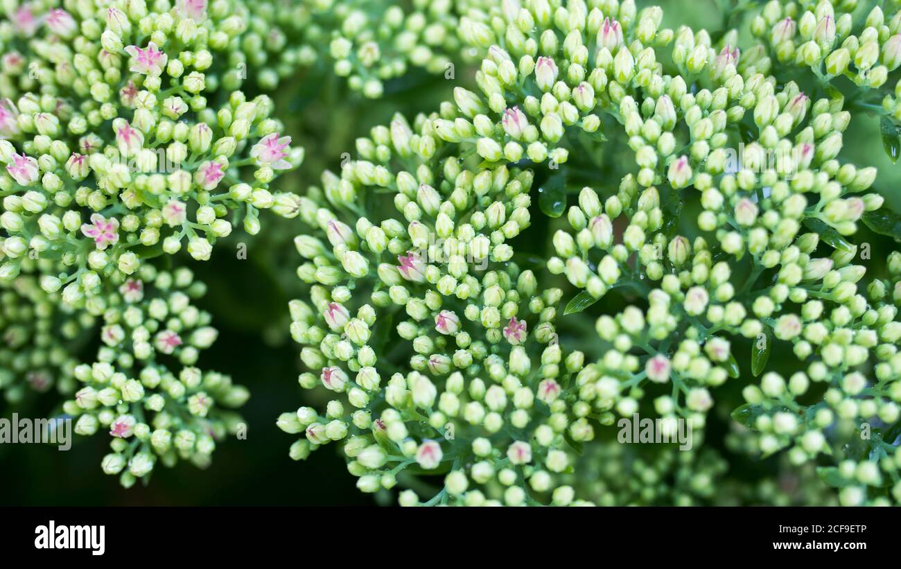 Green background with small sedum succulents in the garden. Nature backdrop, botanical concept. Succulent Sedum Gold Moss, bright and beautiful young Stock Photo