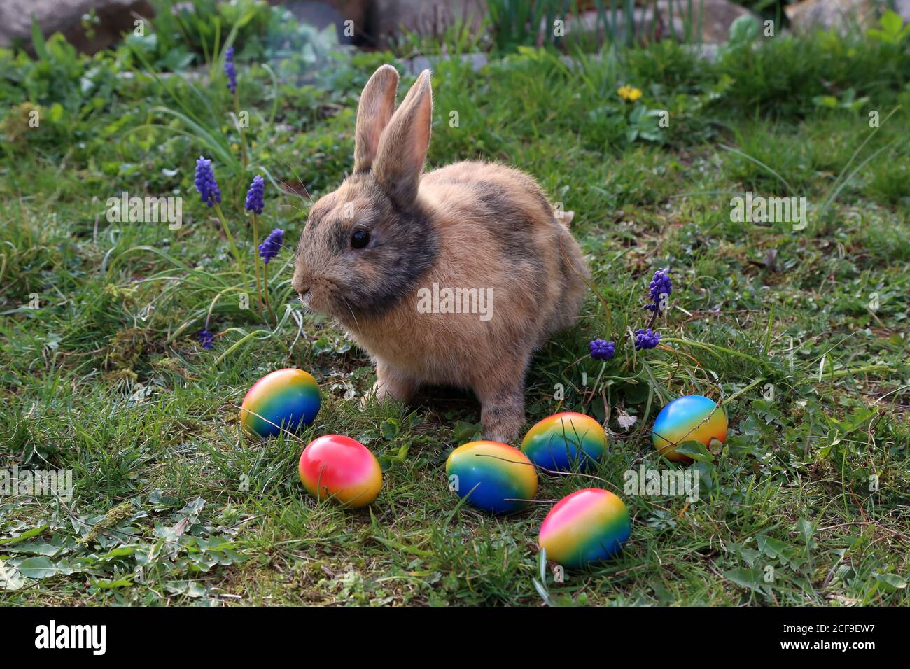 Funny Easter bunny with colored easter eggs Stock Photo