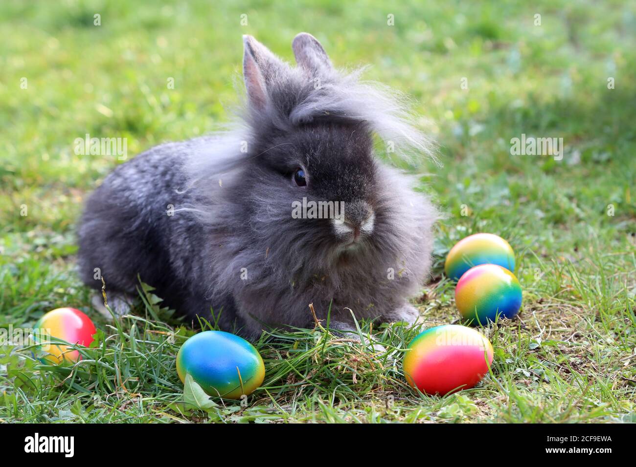 And funny bunnies with colored easter eggs Stock Photo