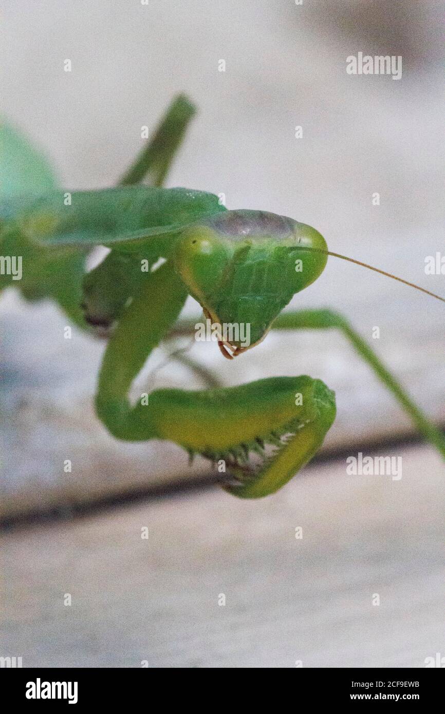 Praying mantis. Green praying mantis in branch. Giant Asian Green Praying Mantis (Hierodula membranacea) Stock Photo