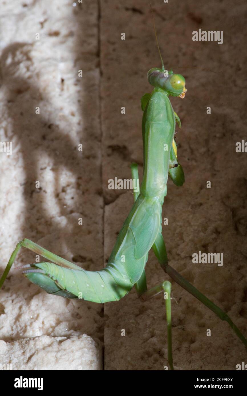 Praying mantis. Green praying mantis in branch. Giant Asian Green Praying Mantis (Hierodula membranacea) Stock Photo
