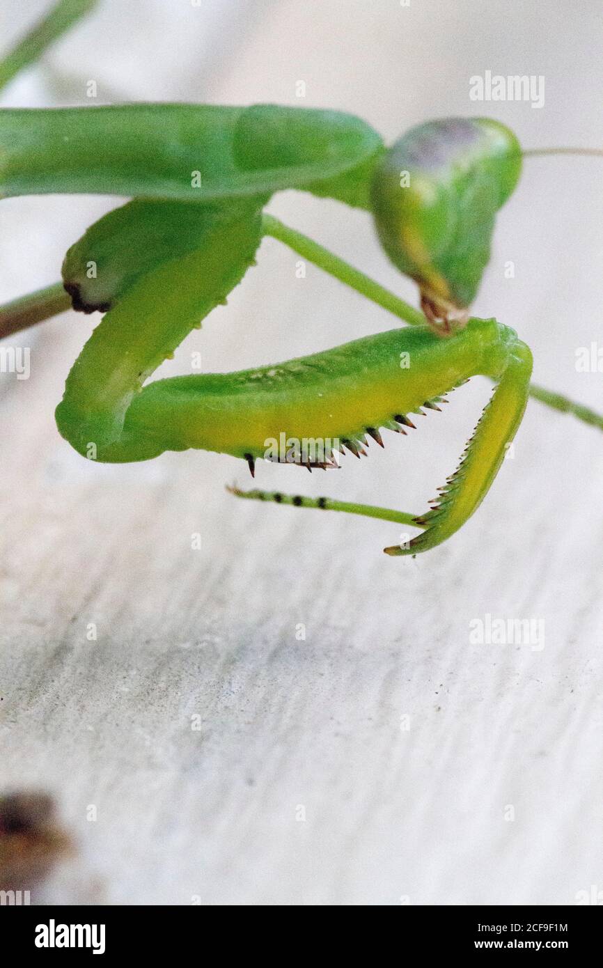 Praying mantis. Green praying mantis in branch. Giant Asian Green Praying Mantis (Hierodula membranacea) Stock Photo