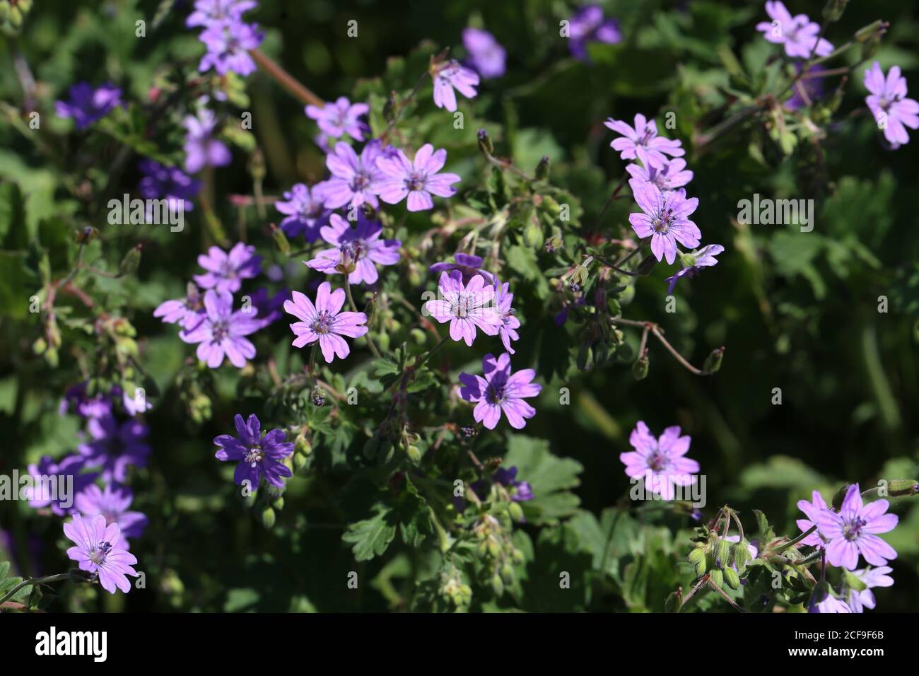Closeup shot of beautiful purple browallia speciosa flowers in a garden Stock Photo