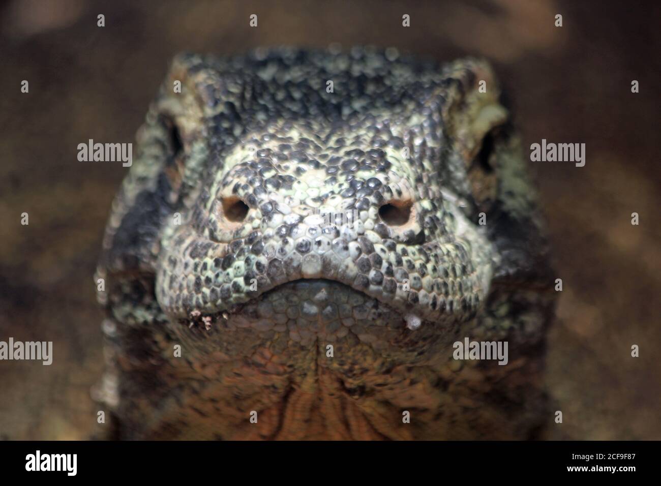 Komodowaran Stock Photo