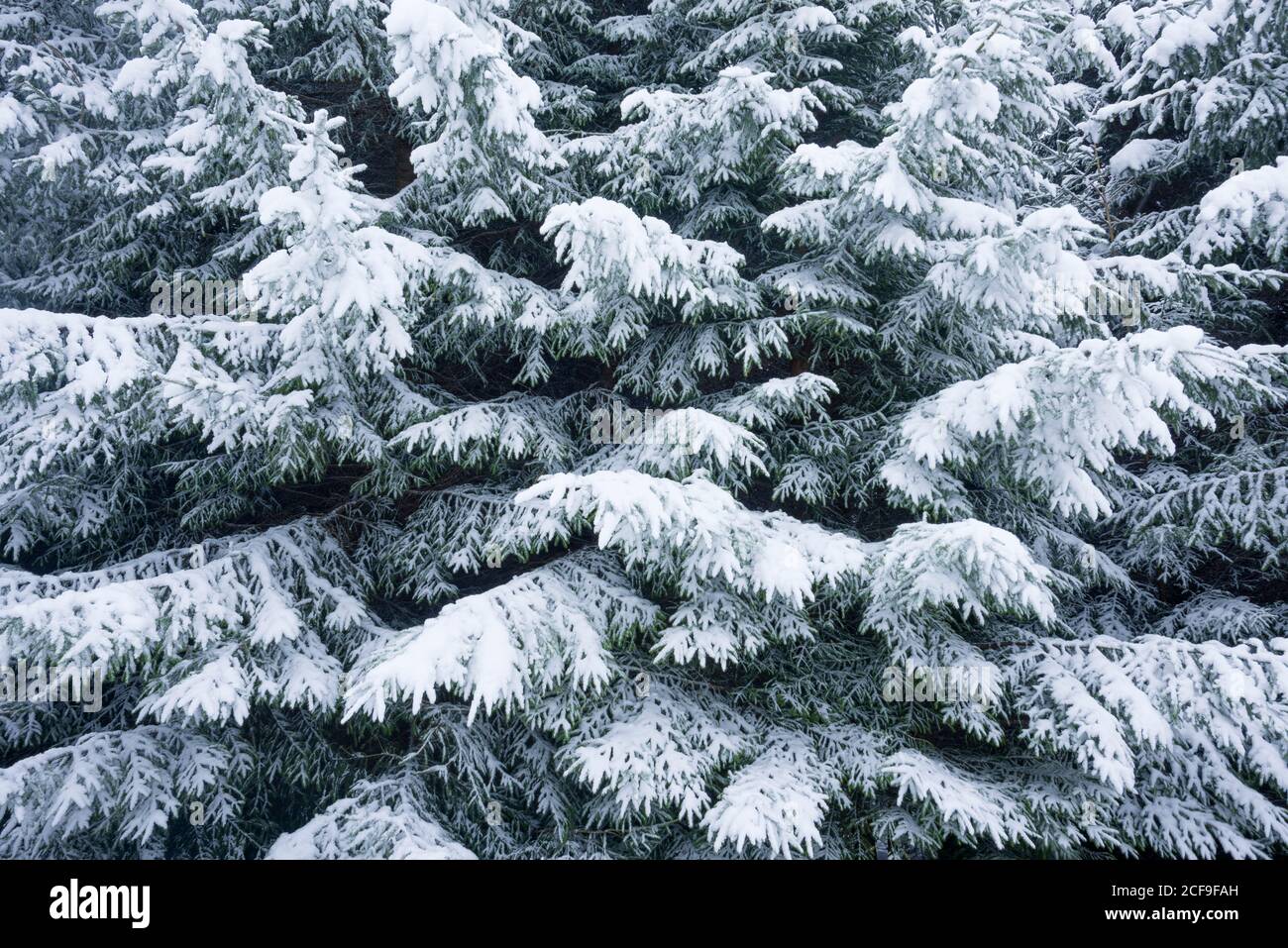 Fresh winter snowfall on conifers. Stock Photo