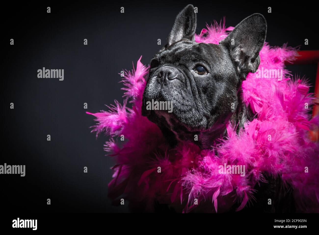 Old lonely black purebred french bulldog in pink feather boa Stock Photo