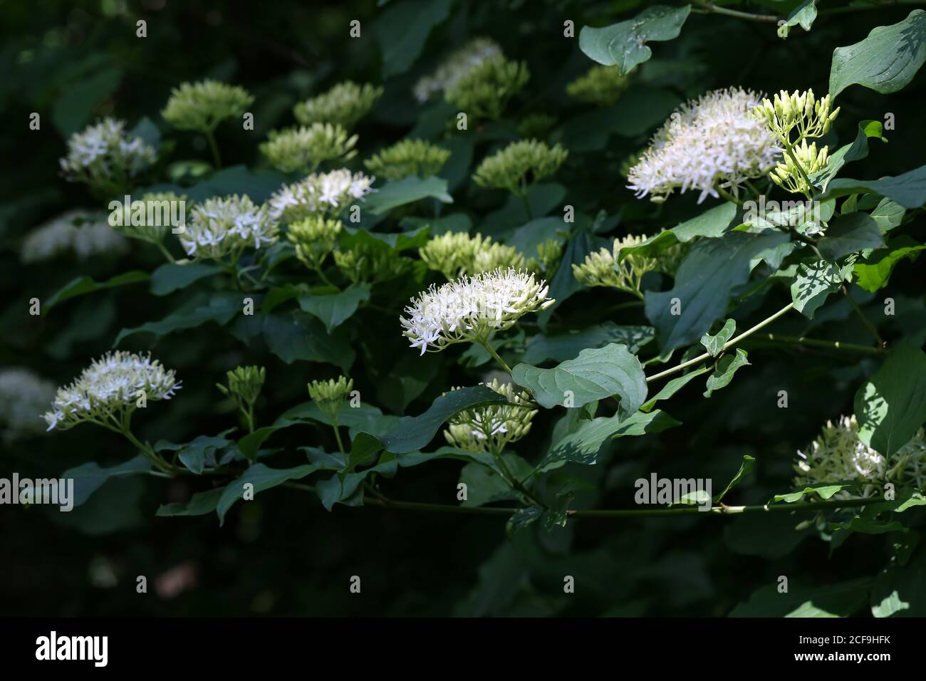 Cornus controversy in bloom in the arboretum. Stock Photo