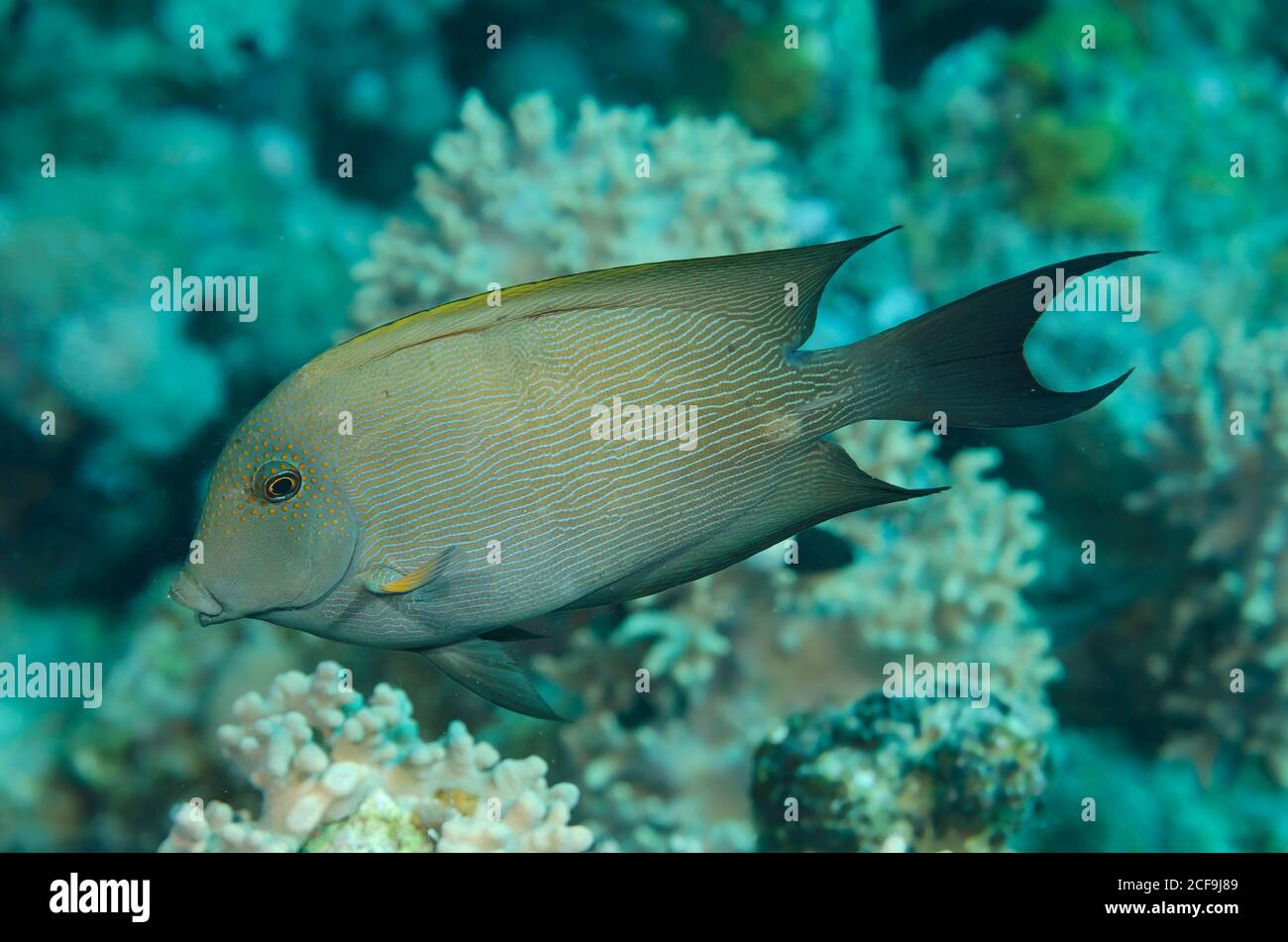 Striated surgeonfish, Ctenochaetus striatus, Hamata, Red Sea, Egypt Stock Photo
