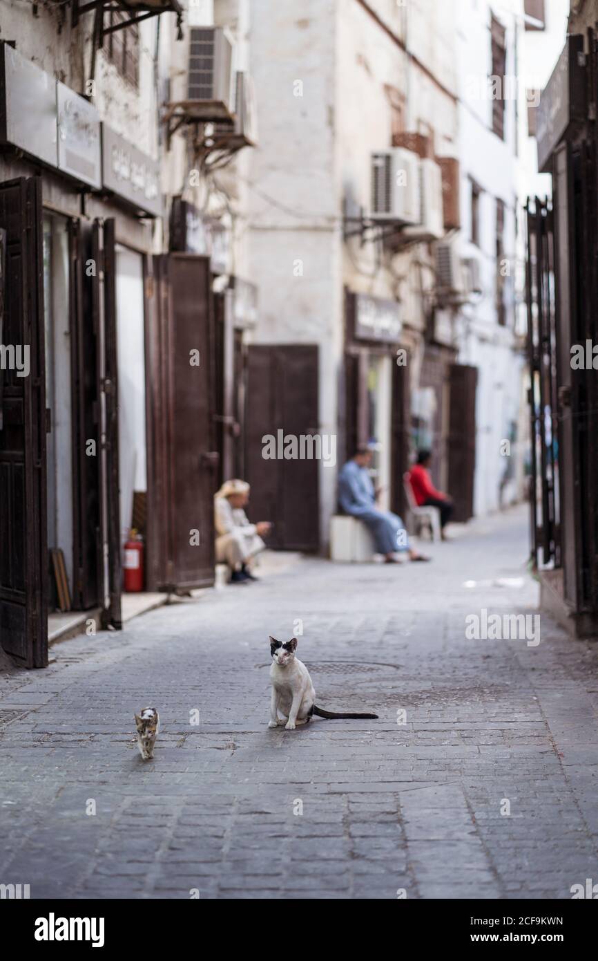 Cat and little kitten on old narrow paved street with shabby stone buildings in Jeddah city in