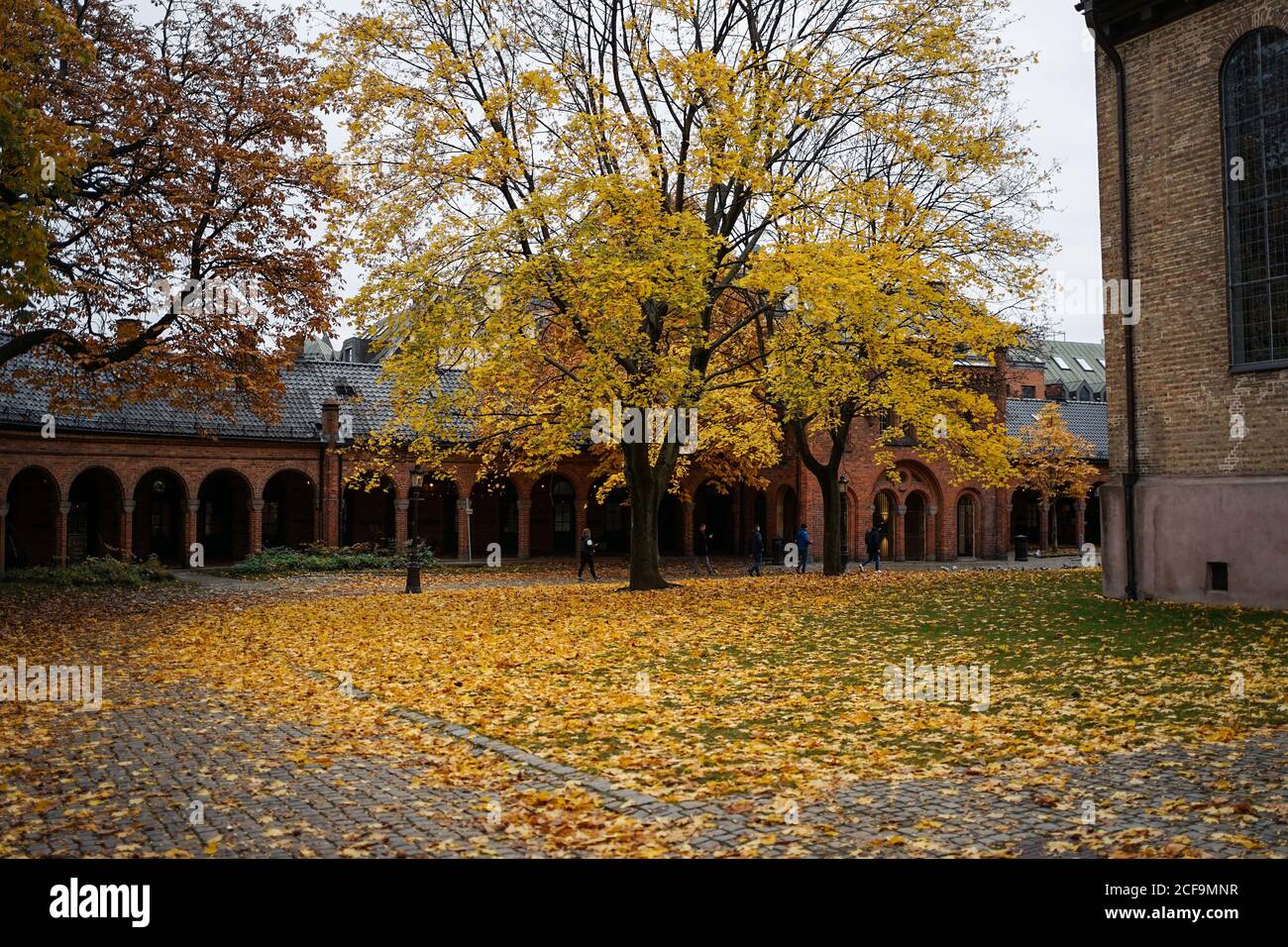 Picturesque view of golden autumn and maple tree in patio of Oslo Cathedral in Norway Stock Photo
