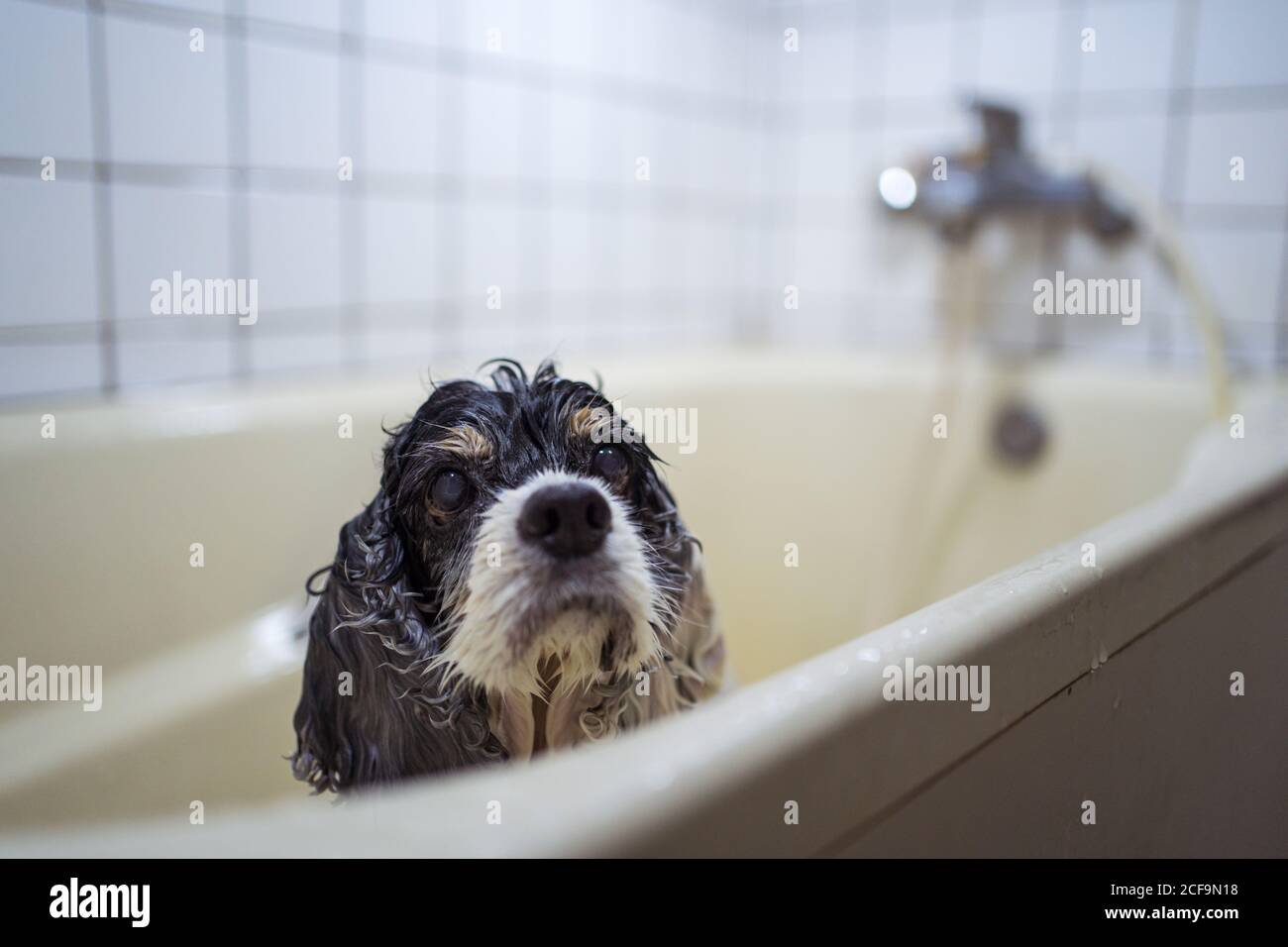 Cute wet Cocker Spaniel puppy standing in bathtub and looking at