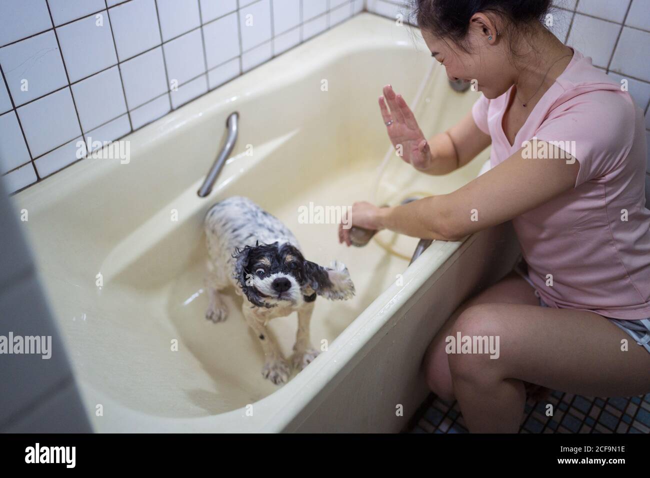 Young ethnic Woman protecting face from splashing water while wet dog shaking in bathtub during home bath procedure Stock Photo