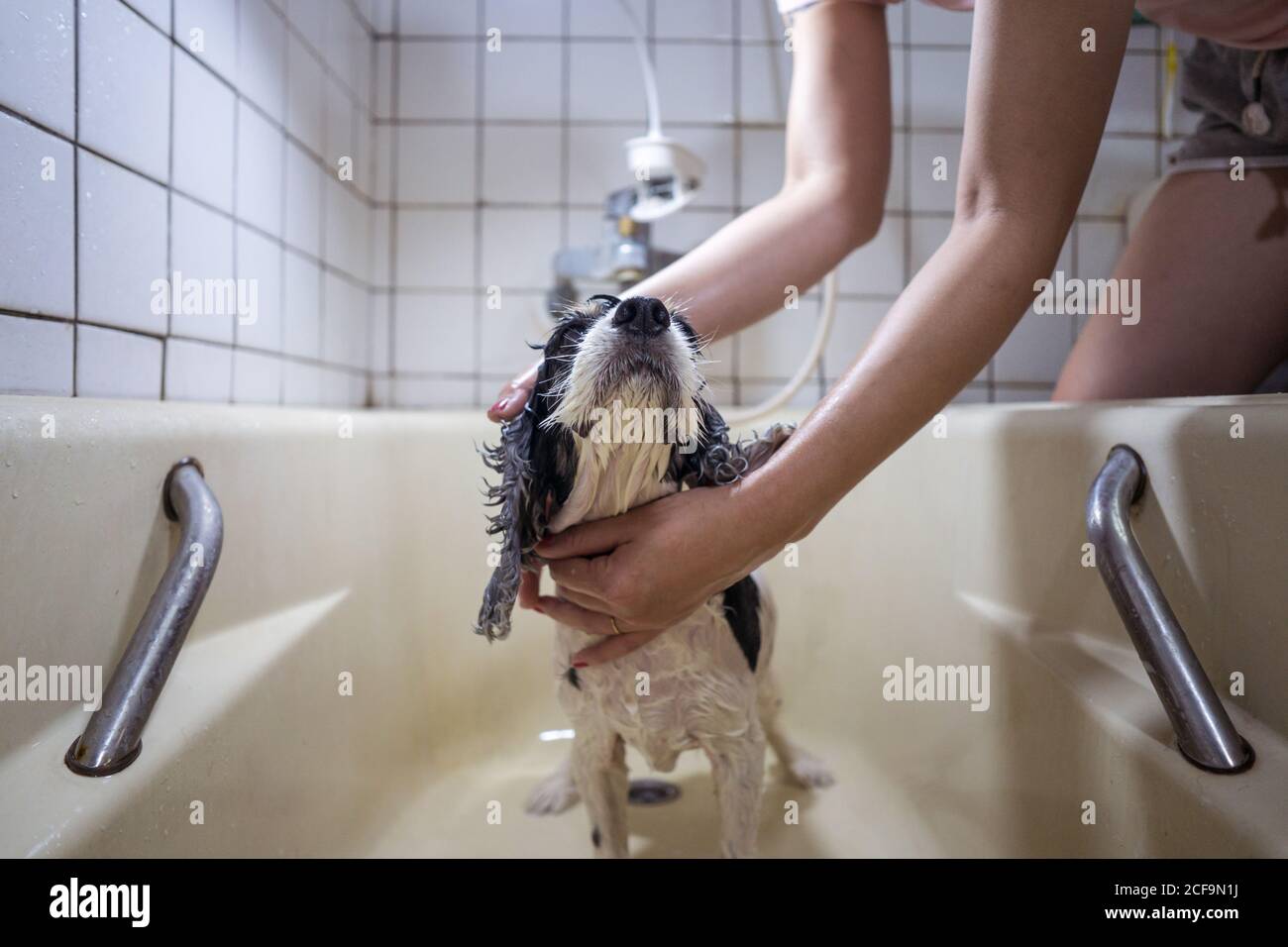 Cropped unrecognizable Woman hands owner washing cute Cocker Spaniel puppy in a bathtub at home Stock Photo