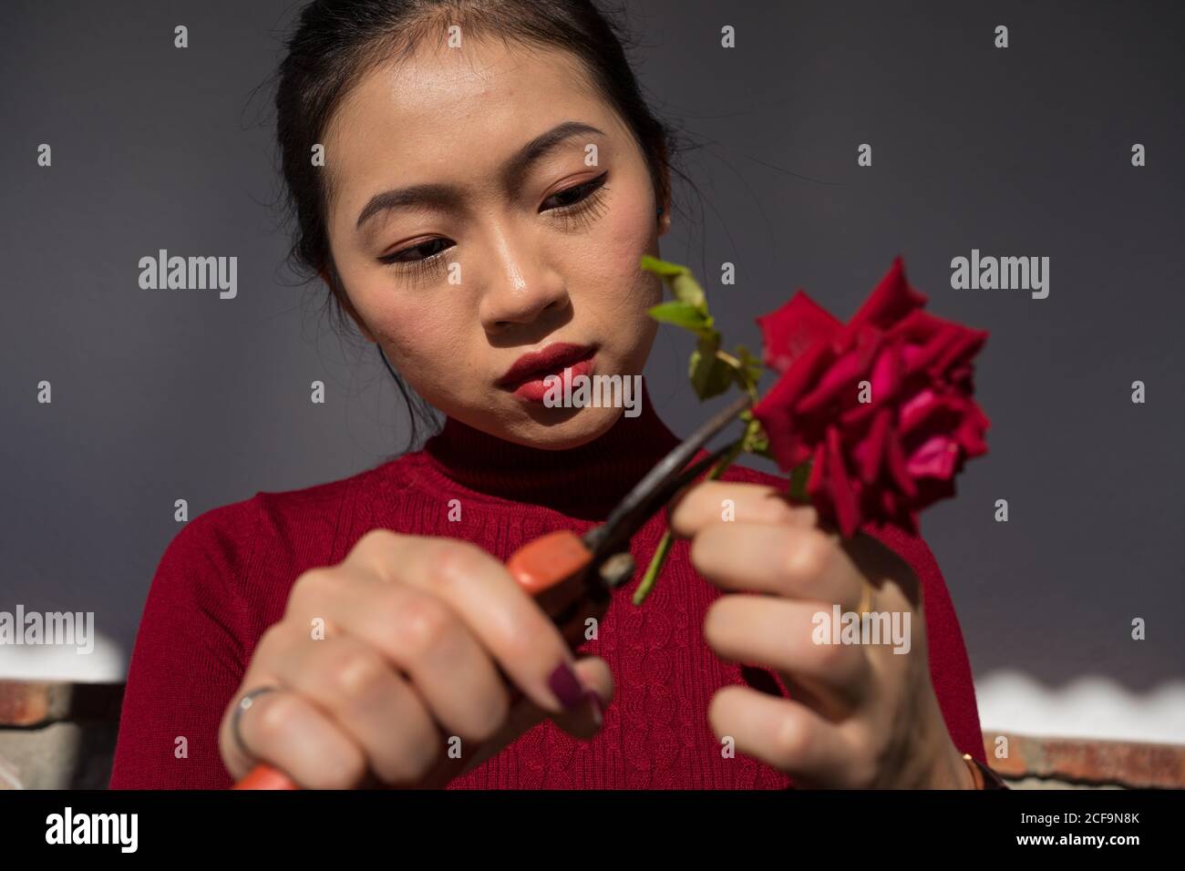 Cut rose stem angle hi-res stock photography and images - Alamy