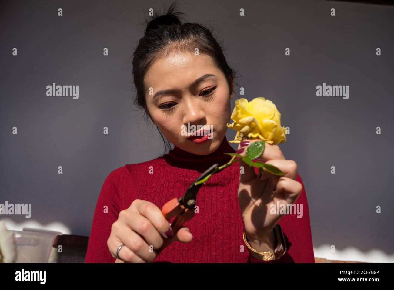 Cut rose stem angle hi-res stock photography and images - Alamy