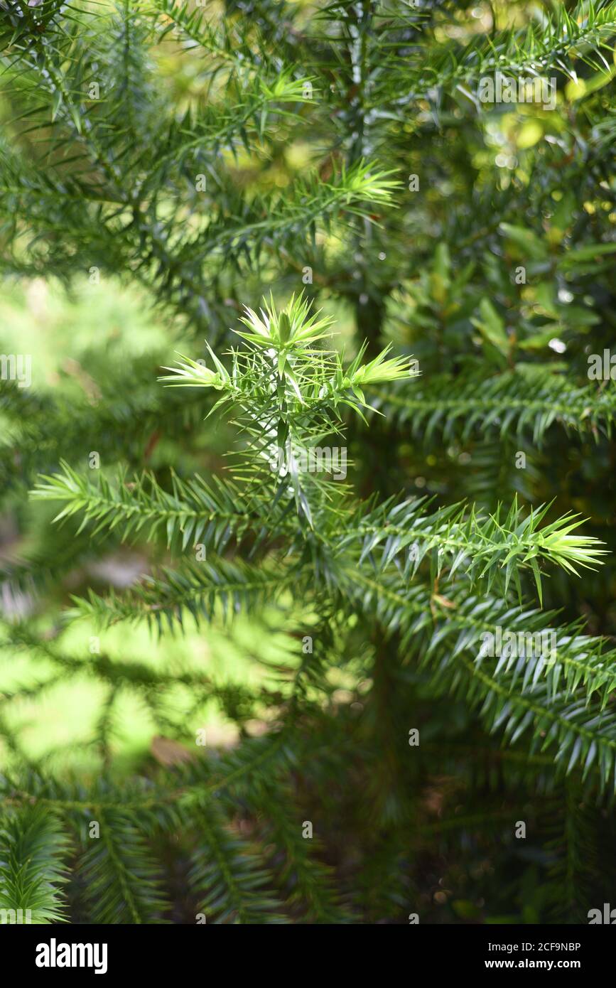 Araucaria angustifolia, the Paraná pine, Brazilian pine or candelabra